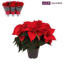 Poinsettia rot Christmas Eve 6 + T14 H035