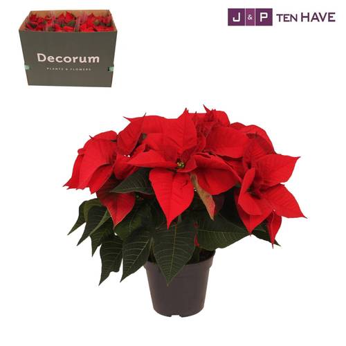 Poinsettia rot Christmas Eve 6 + T14 H035