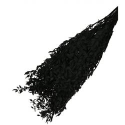 Trocken Ruscus schwarz L65cm 110gr