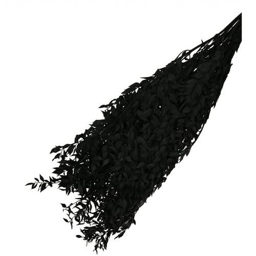 Trocken Ruscus schwarz L65cm 110gr