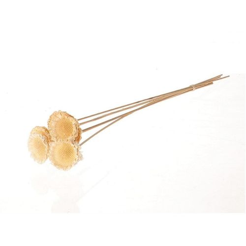 Trocken Protea auf Stab weiss D06cm H50cm