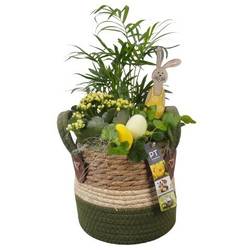Chamaed.Arr PTPB6554 Ostern T15 H038
