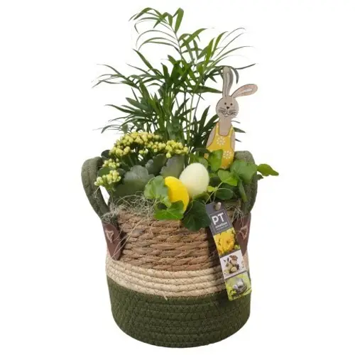 Chamaed.Arr PTPB6554 Ostern T15 H038
