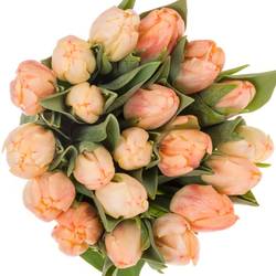 Tulpe apricot doppel Roses Triflor 40 Gramm