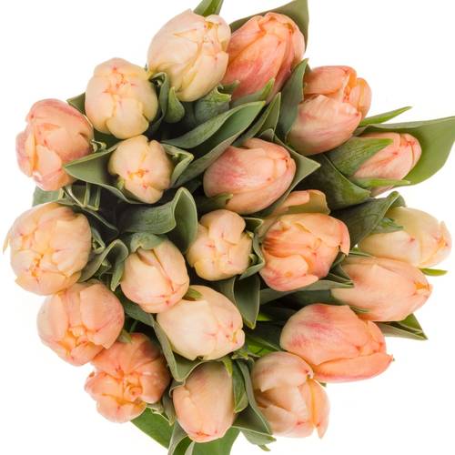 Tulpe apricot doppel Roses Triflor 40 Gramm