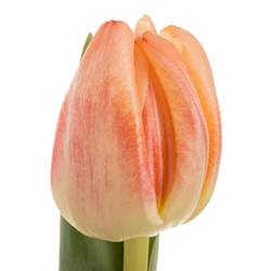 Tulpe apricot doppel Roses Triflor 40 Gramm