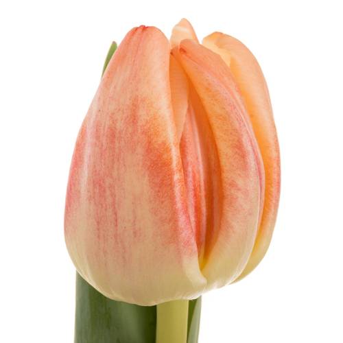 Tulpe apricot doppel Roses Triflor 40 Gramm