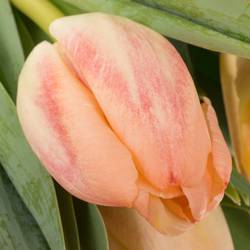 Tulpe apricot doppel Roses Triflor 40 Gramm