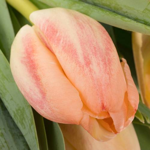 Tulpe apricot doppel Roses Triflor 40 Gramm