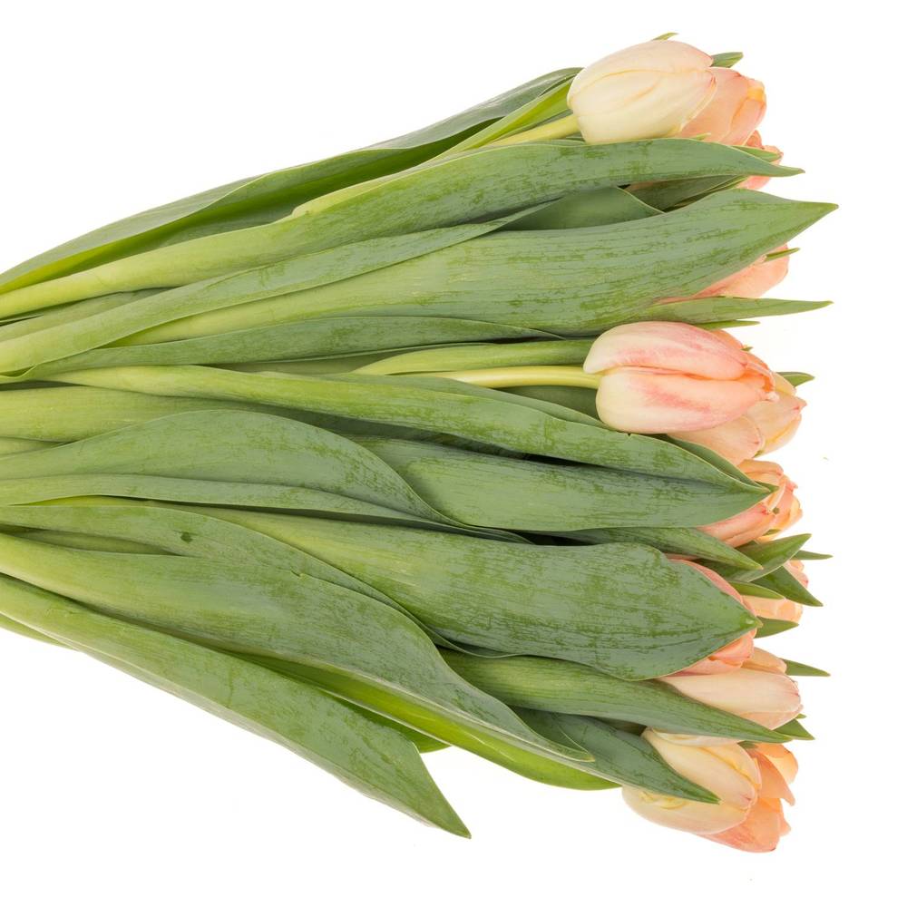 Tulpe apricot doppel Roses Triflor 40 Gramm