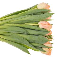 Tulpe apricot doppel Roses Triflor 40 Gramm