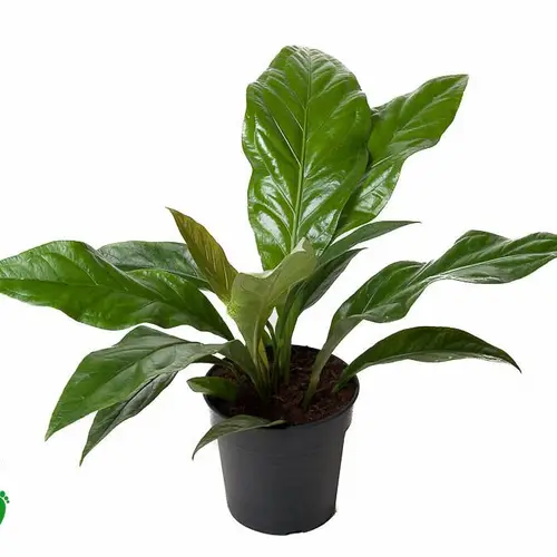 Anthurium Jungle T21 H50