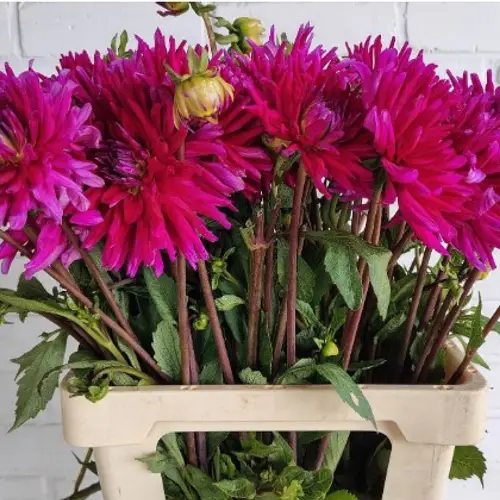 Dahlia fuchsia Purple 60cm