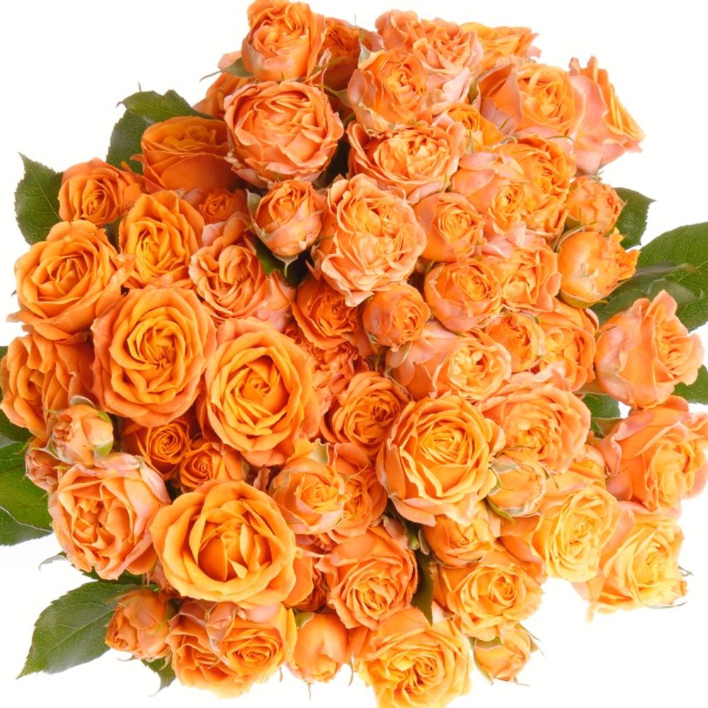 Rose verzweigt orange Coral Bubbles 2+Blüte 50cm
