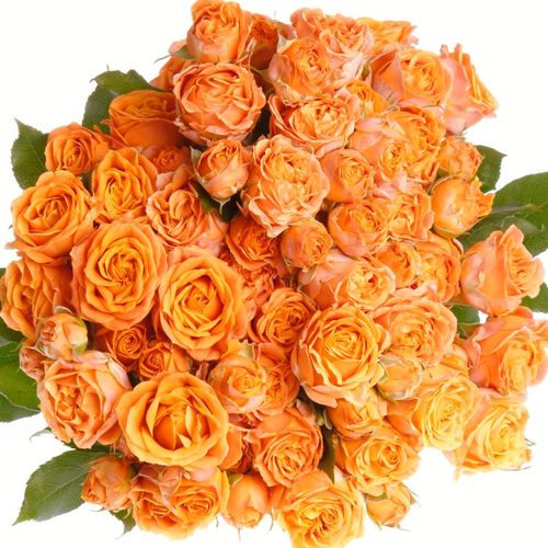 Rose verzweigt orange Coral Bubbles 2+Blüte 50cm