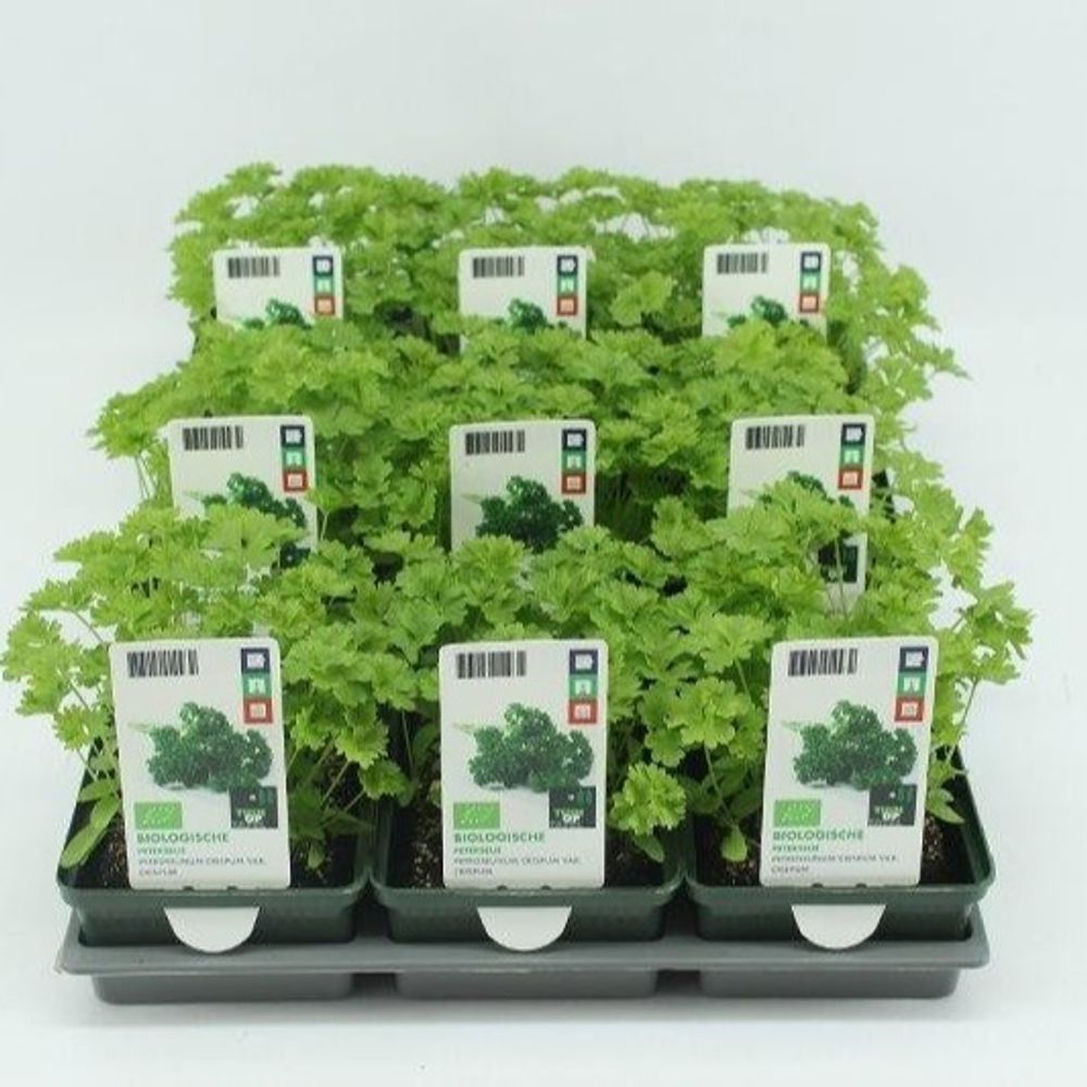 Bio Petersilie H5 (9x6 pfl.)
