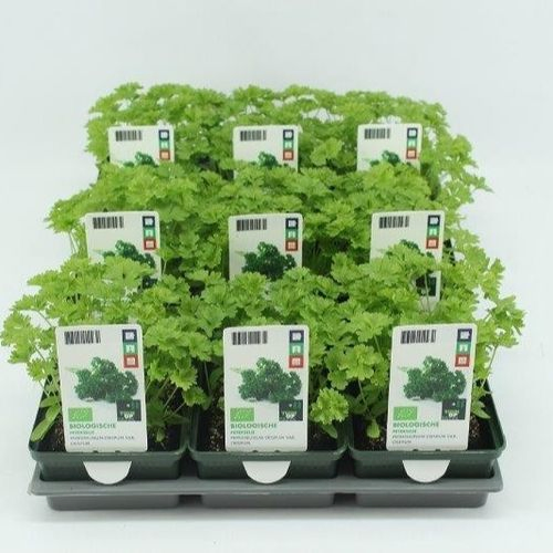 Bio Petersilie H5 (9x6 pfl.)