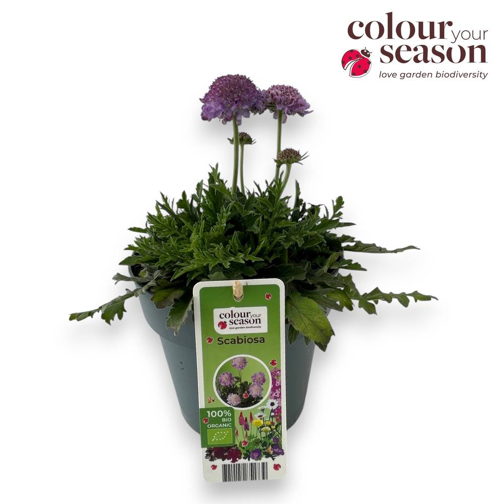 Scabiosa columbaria Butterfly Blue T15 H050