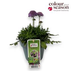Scabiosa columbaria Butterfly Blue T15 H050