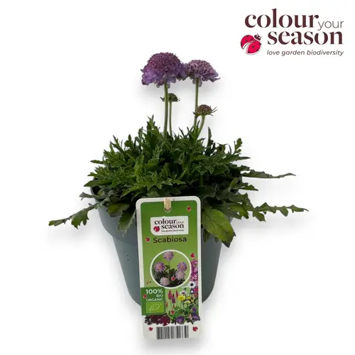 Scabiosa columbaria Butterfly Blue T15 H050