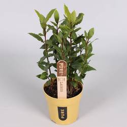 Laurus Nobilis   T12 H40