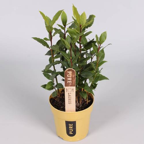 Laurus Nobilis   T12 H40