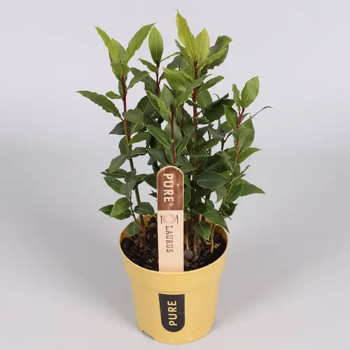 Laurus Nobilis   T12 H40