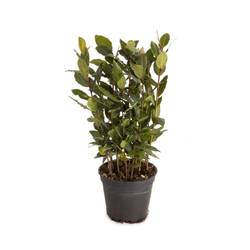 Laurus Nobilis   T12 H40