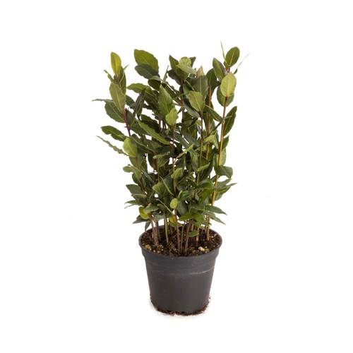 Laurus Nobilis   T12 H40