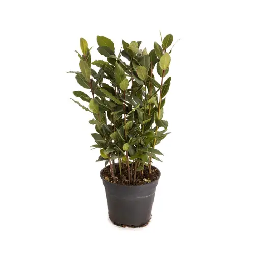 Lorbeer Nobilis T12 H020
