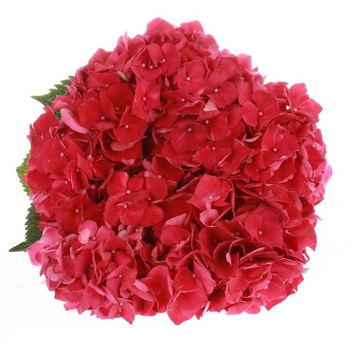 Hortensie fuchsia Ruby Bol 11cm 40cm