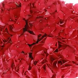 Hortensie fuchsia Ruby Bol 11cm 40cm