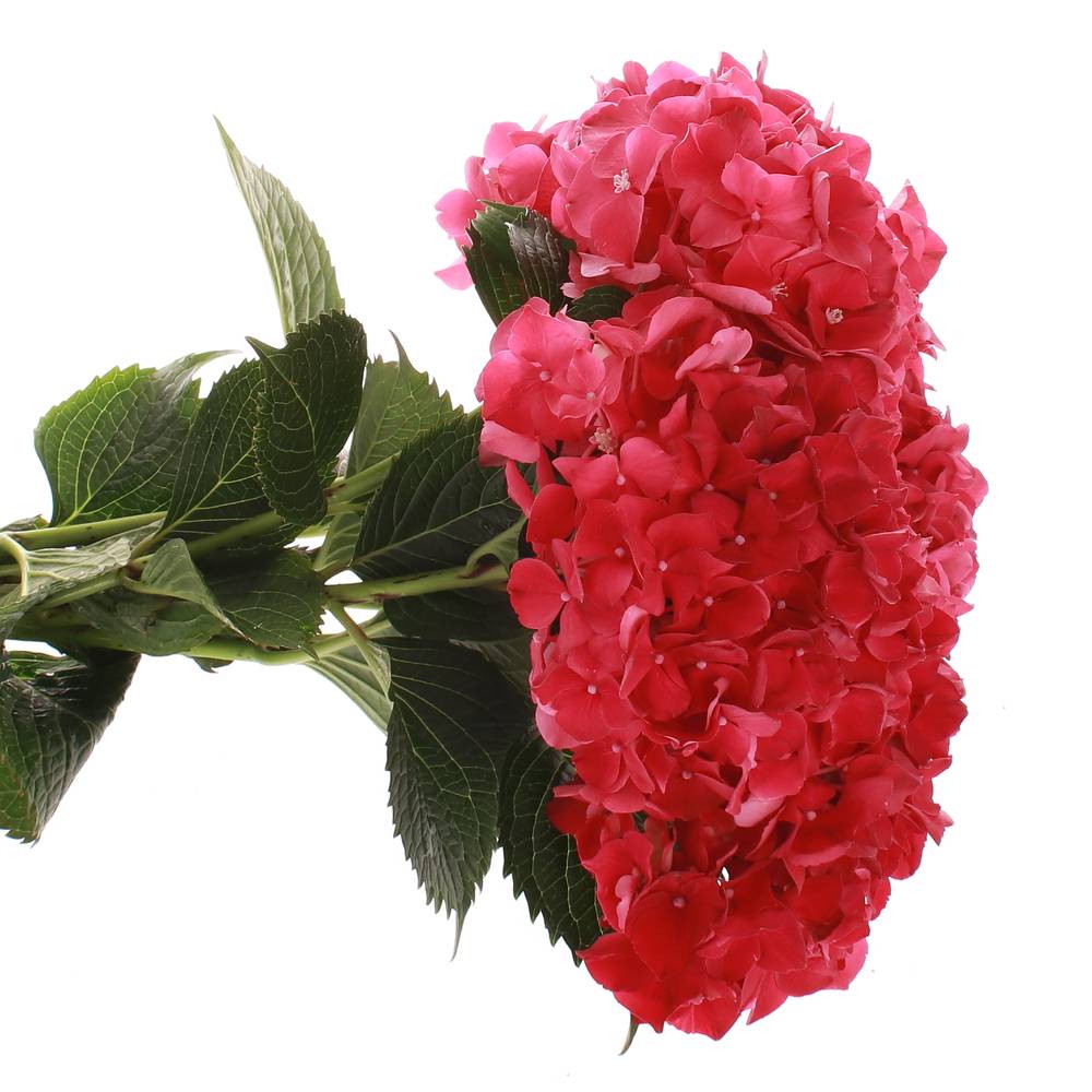 Hortensie fuchsia Ruby Bol 11cm 40cm