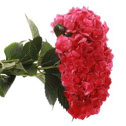 Hortensie fuchsia Ruby Bol 11cm 40cm