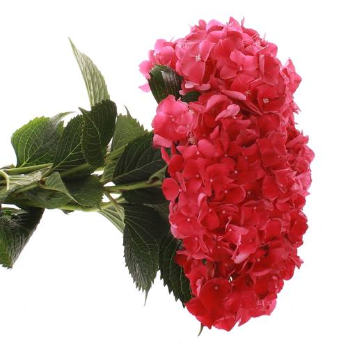 Hortensie fuchsia Ruby Bol 11cm 40cm