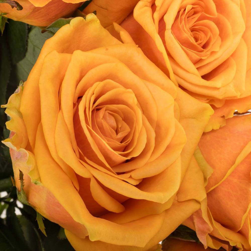 Rose orange Novi 60cm