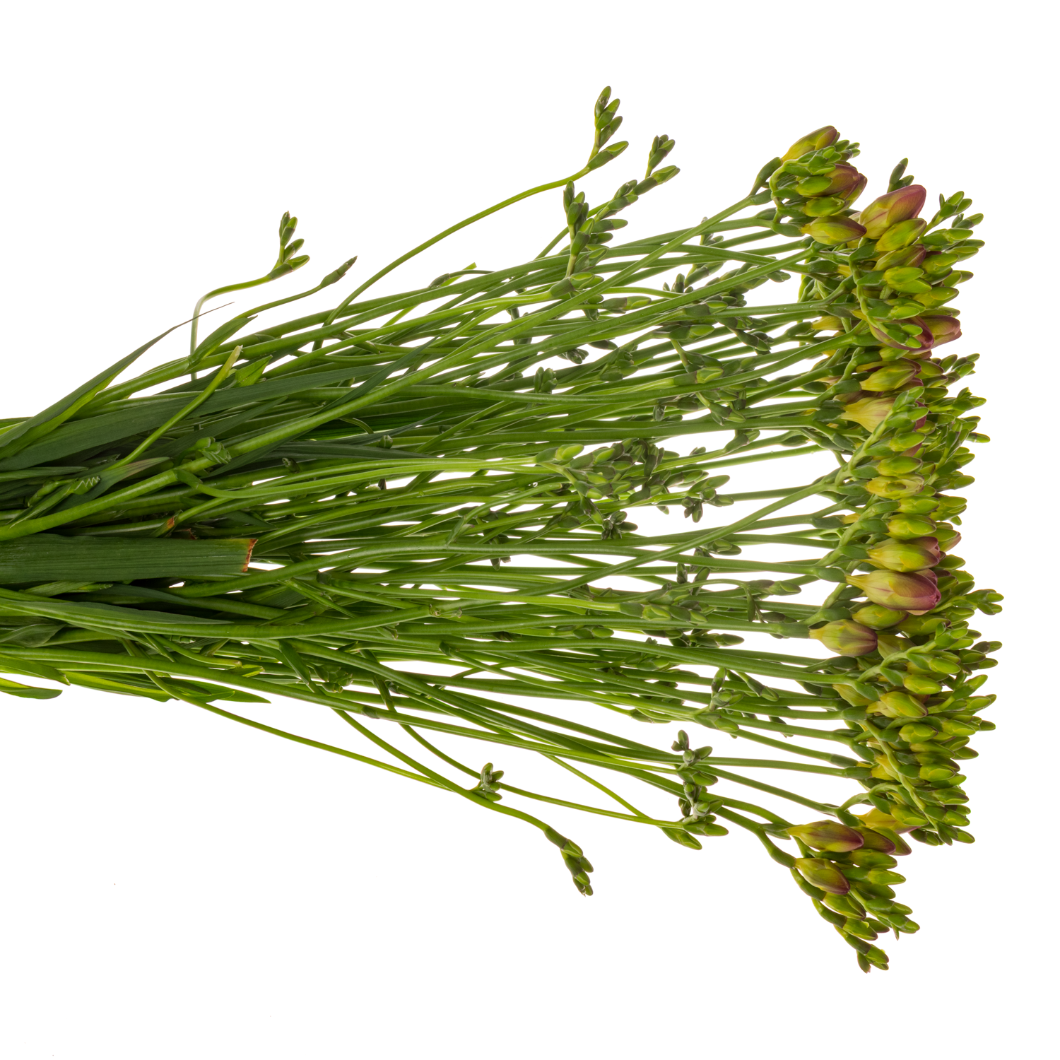 Freesie rosa Wonderfull 18 Gramm