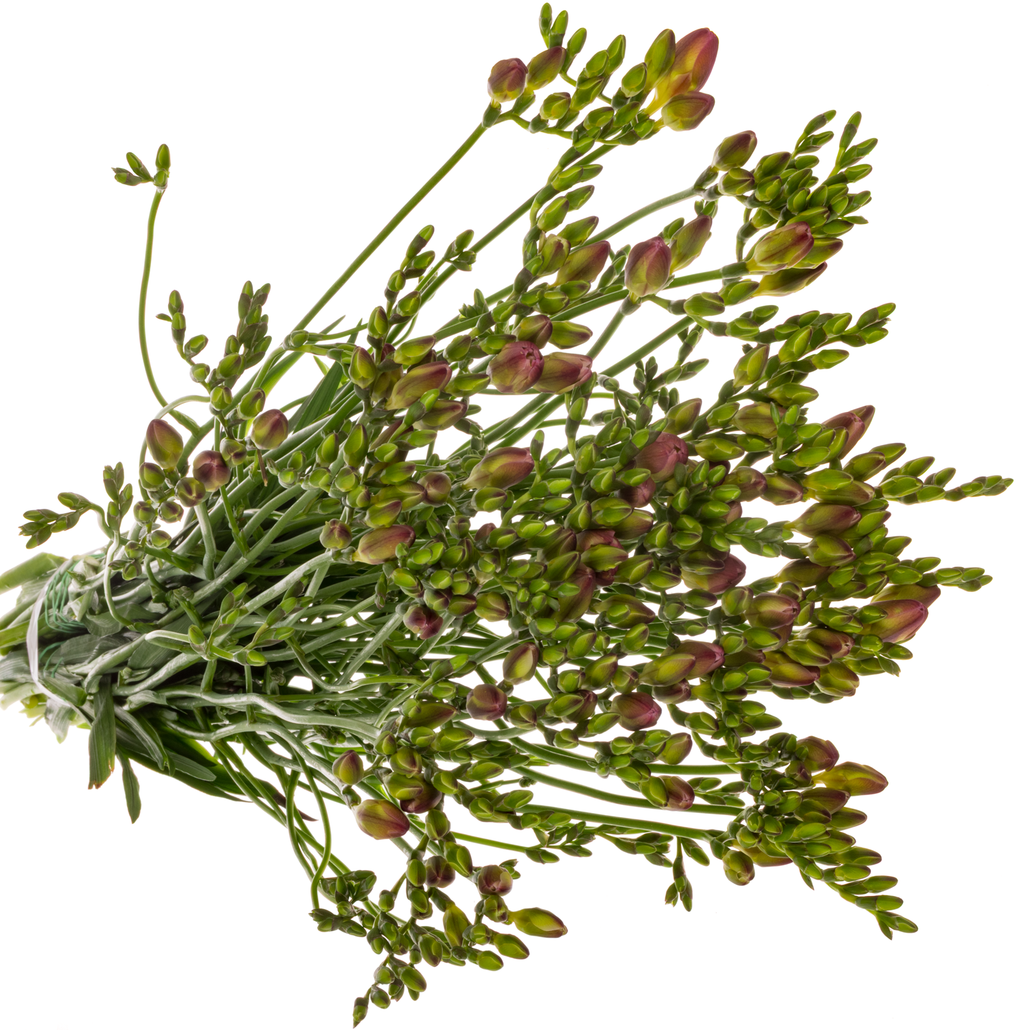 Freesie rosa Wonderfull 18 Gramm