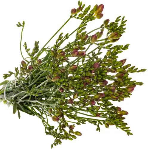 Freesie rosa Wonderfull 18 Gramm