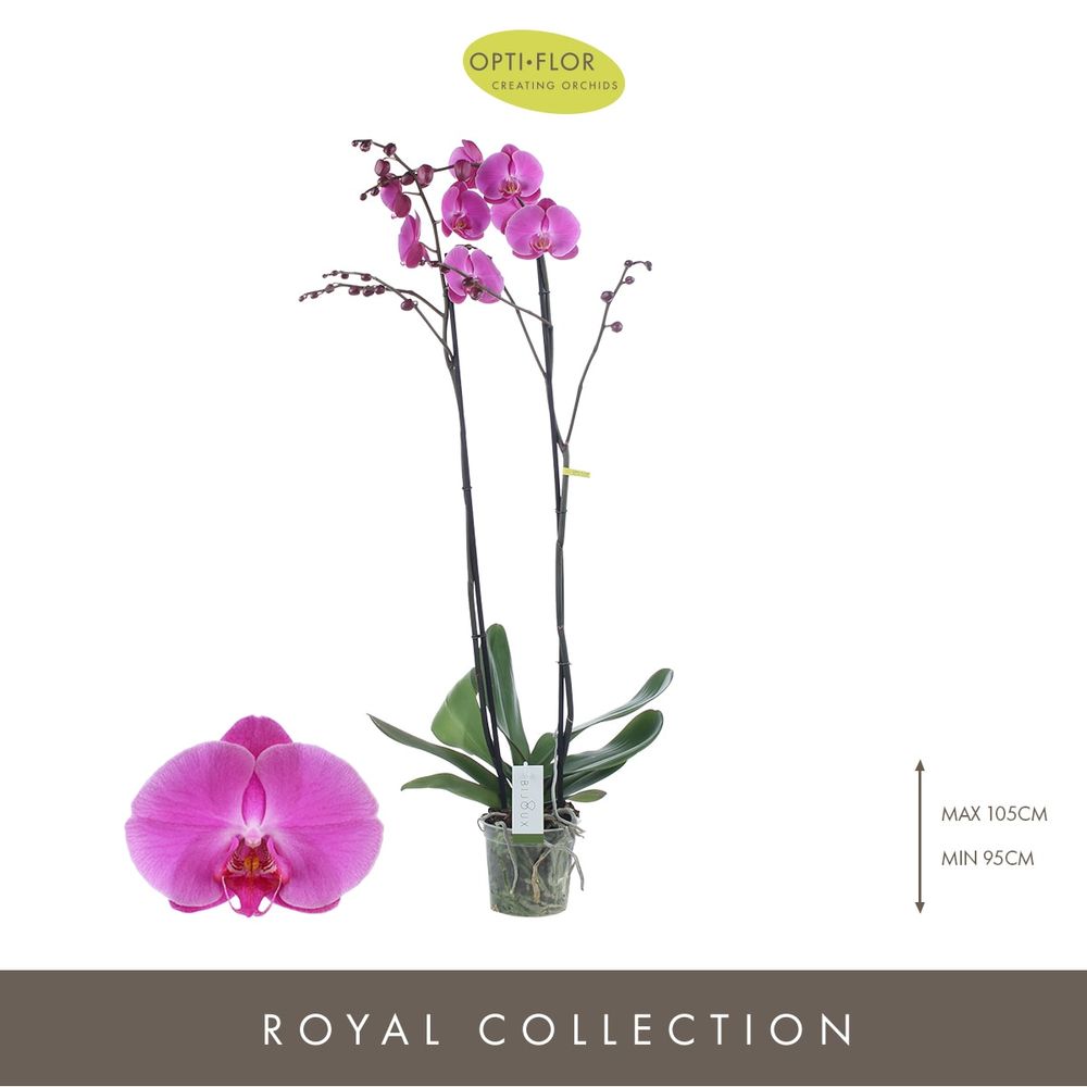 Phal.2-R lila Bijoux  Ruby T15 H100