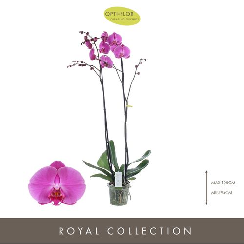 Phal.2-R lila Bijoux  Ruby T15 H100