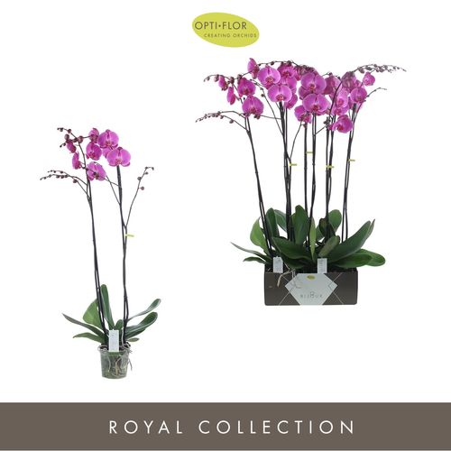 Phal.2-R lila Bijoux  Ruby T15 H100