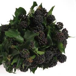 Hedera Blatt mit schwarze Beeren 250 Gramm 50cm
