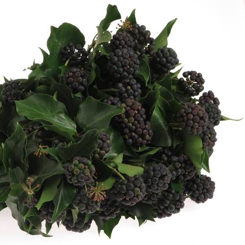 Hedera Blatt mit schwarze Beeren 250 Gramm 50cm