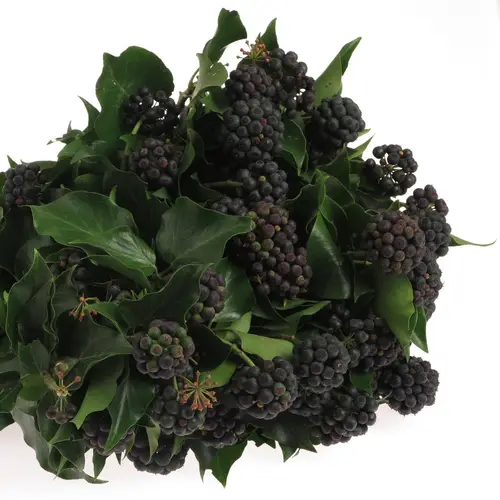 Hedera Blatt mit schwarze Beeren 250 Gramm 50cm
