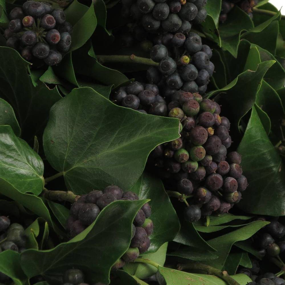 Hedera Blatt mit schwarze Beeren 250 Gramm 50cm