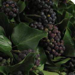 Hedera Blatt mit schwarze Beeren 250 Gramm 50cm
