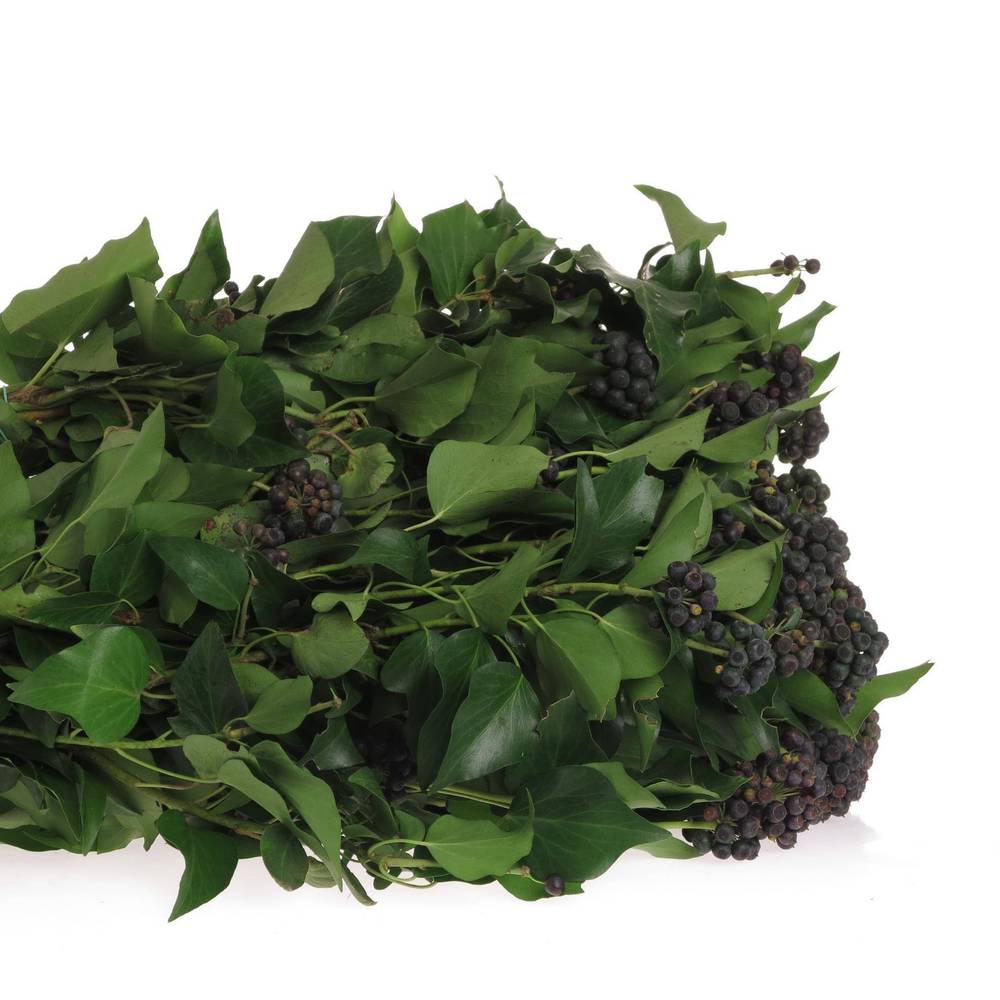Hedera Blatt mit schwarze Beeren 250 Gramm 50cm