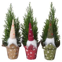 Chamaecyparis Ellwoodii im Potcover PTK25119 T09 H032