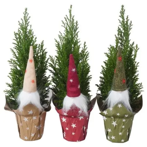 Chamaecyparis Ellwoodii im Potcover PTK25119 T09 H032